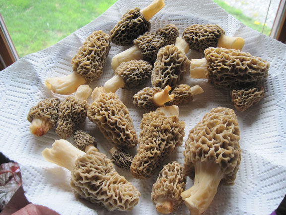 Roti de Veau aux morilles et au vin blanc